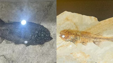 鱼类化石