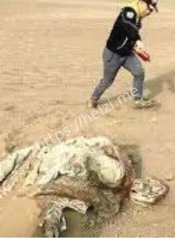 罗布泊科考新发现