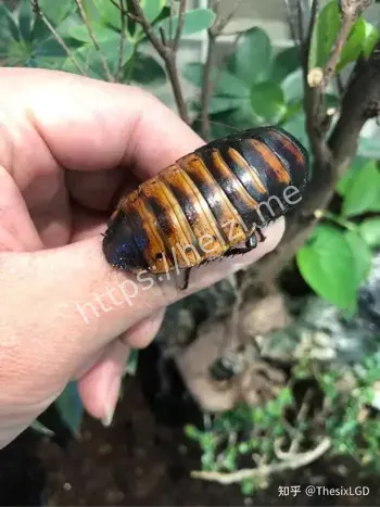 豹猫饭碗旁爬满虫子