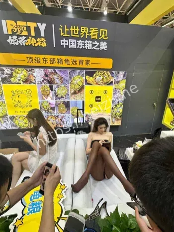 广东顺德龟展乌龟展览