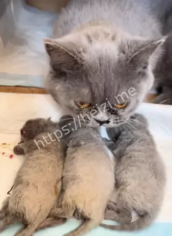 儿童暴力天生坏种论