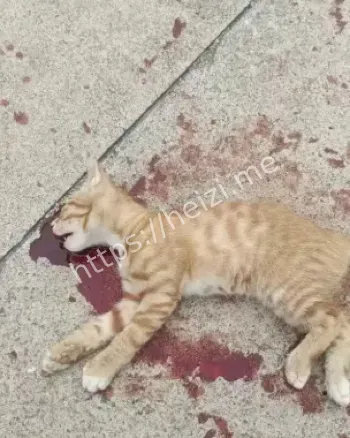 上海律师虐杀4000只猫