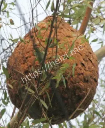 云南兄妹被胡蜂蜇伤身亡